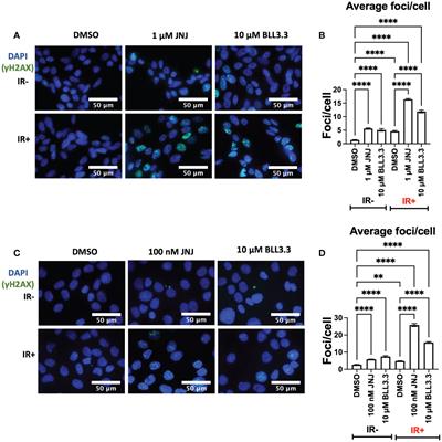 JNJ-64619178 <mark class="highlighted">radiosensitize</mark>s and suppresses fractionated ionizing radiation-induced neuroendocrine differentiation (NED) in prostate cancer